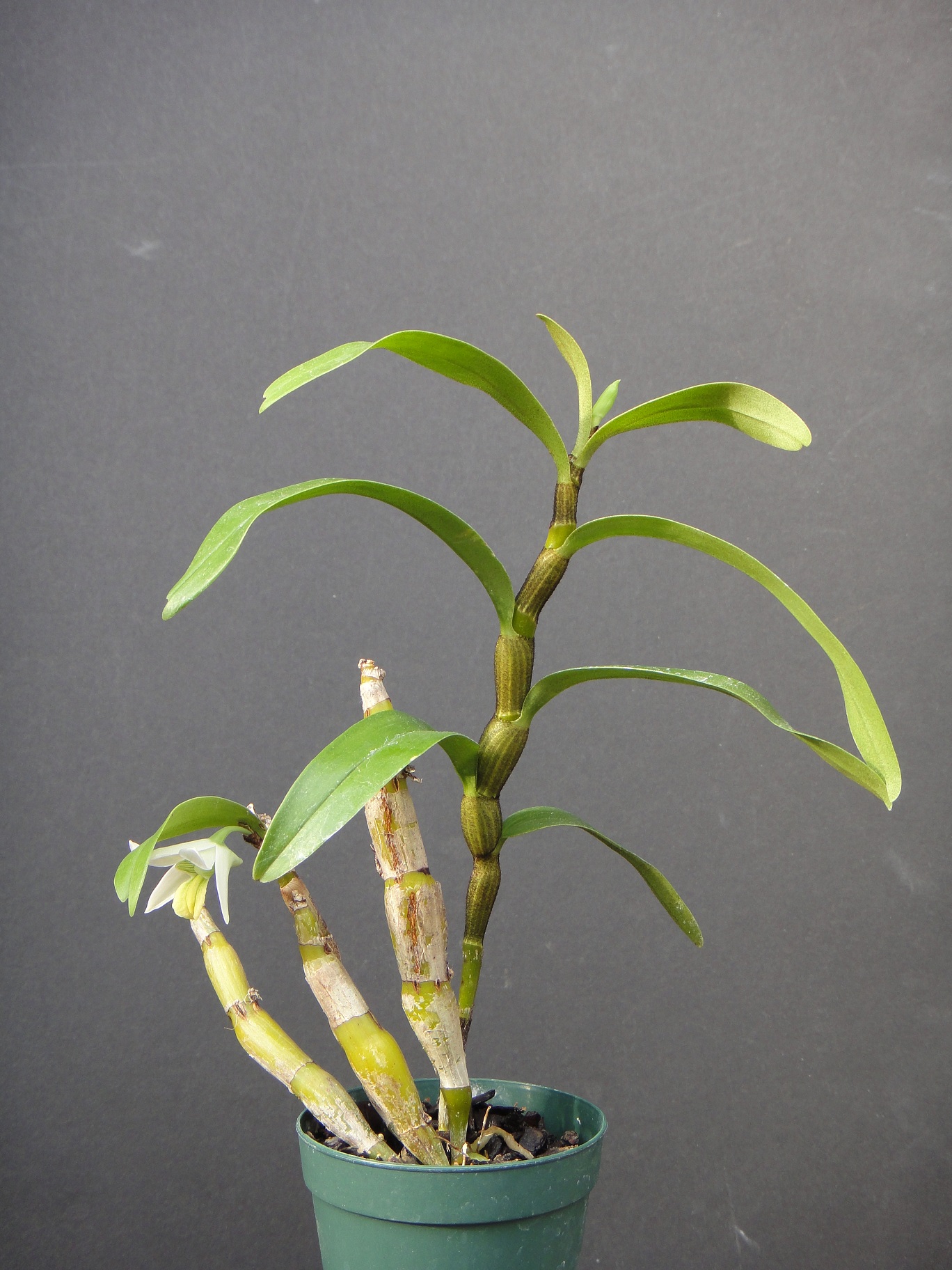 Dendrobium scabrilingue